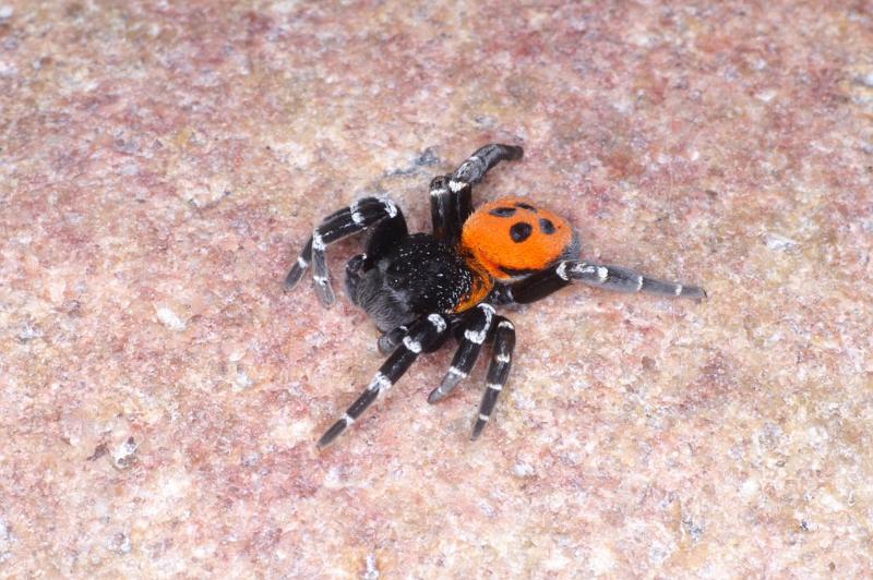 Eresus_sandaliatus_D3046_Z_91_NP De Hoge Veluwe_Nederland.jpg